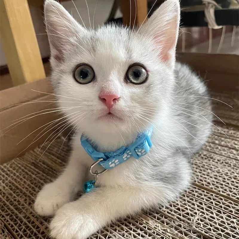 Colorful Cute Bell Collar