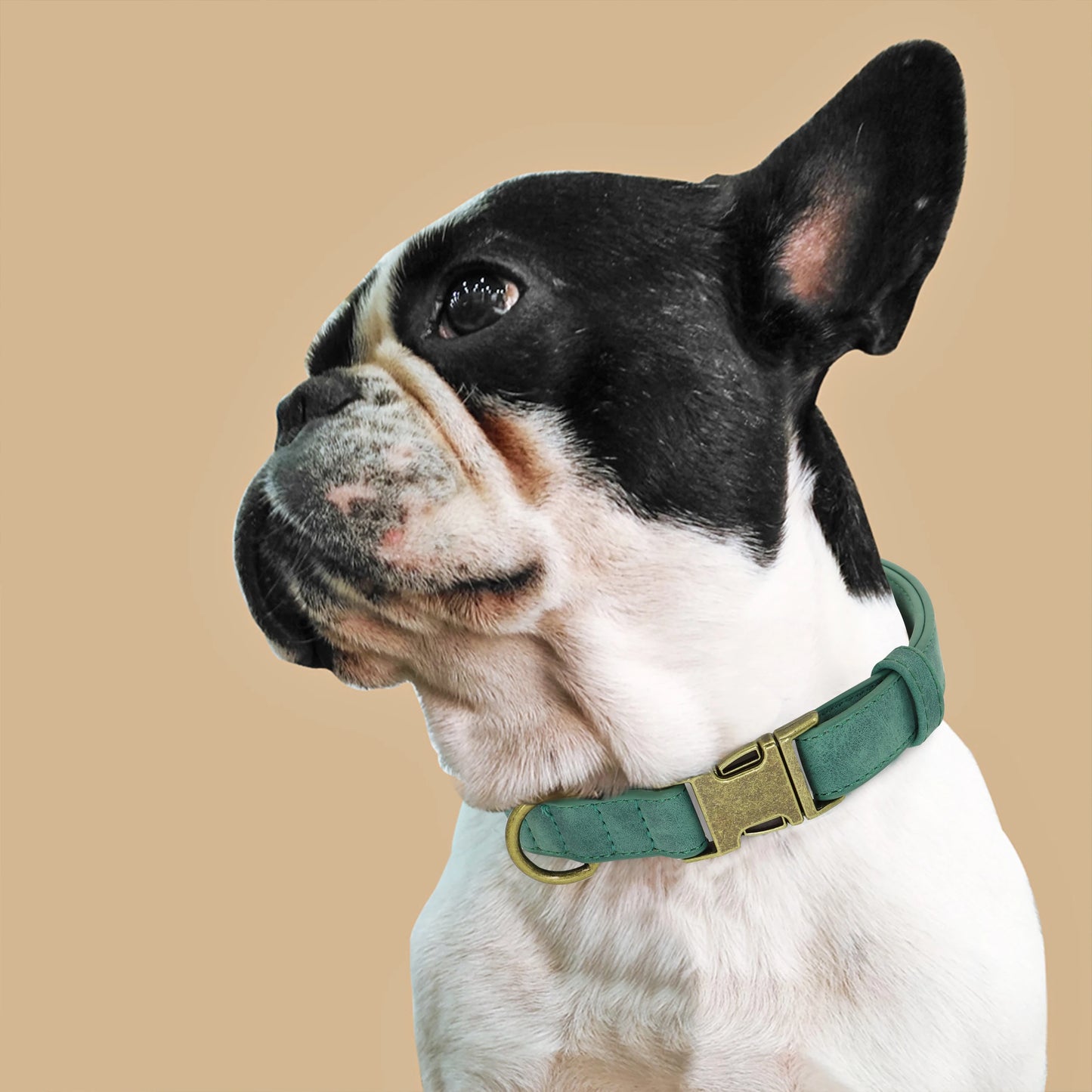 Metal Buckle Fashion Dog Collar